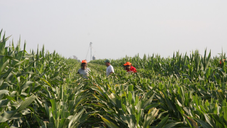 Potential Implications of ICE Interventions in Midwest Detasselling